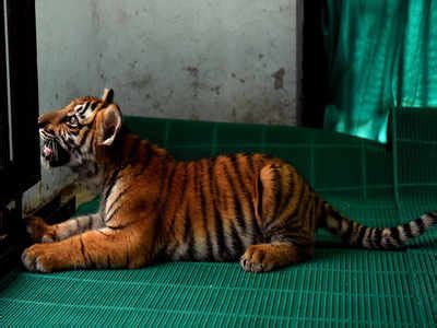 tiger cub in tamil